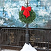 Carol Ogden Photo 16