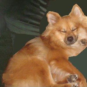 Rusty Fox Photo 6