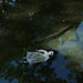 Stacy Morrison Photo 19