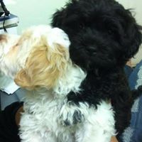Ngoc La Photo 8