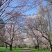 Cherry Morris Photo 31