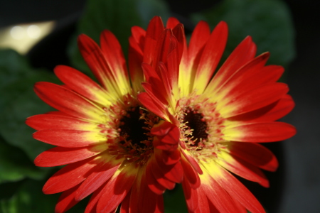 Deborah Laney Photo 10