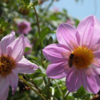 Joann Howard Photo 29