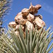 Joshua Forrest Photo 10