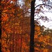 Bama Wood Photo 3