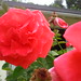 Kathleen Hopp Photo 5