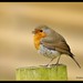 Andrew Robins Photo 27