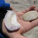 Robert Shell Photo 35