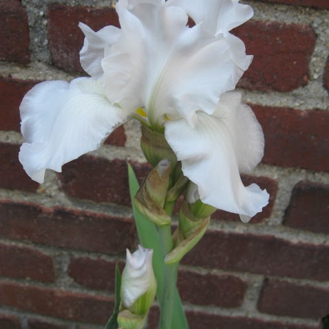 Betty Holloway Photo 29