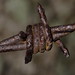 Rusty Sharp Photo 11