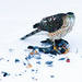 Robin Hawk Photo 18