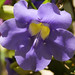 Patricia Vines Photo 18