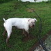 Jennifer Ferrante Photo 15
