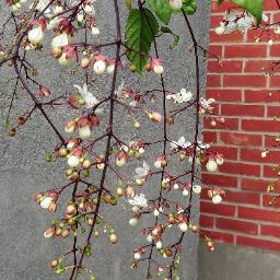 Kitty Liu Photo 19