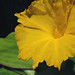 Ginger Cote Photo 8