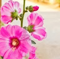Vicky Peters Photo 7