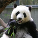 Su Chew Photo 11