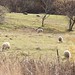 William Beebe Photo 40