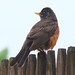 Robin Monroe Photo 11