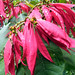 Flor Laos Photo 10