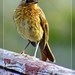 Robin Davies Photo 4