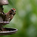 Laurie Sparrow Photo 7