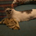 Velvet Foster Photo 11