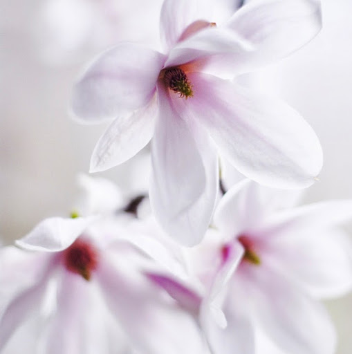 Ann Bliss Photo 17