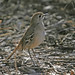 Robin Southern Photo 15