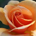 Brandy Rose Photo 12
