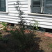 Helen Rose Photo 25