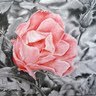 Catherine Fox Photo 15