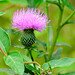 Janet Bull Photo 10