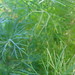April Dill Photo 15