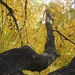 Allen Lowe Photo 18