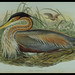 John Gould Photo 50