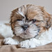 Shih Young Photo 7