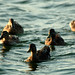 James Mallard Photo 29