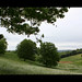 Virginia Fields Photo 12
