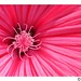 Stephen Hardman Photo 27