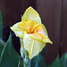 Rose Yang Photo 30