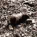 Ronald Badger Photo 13