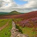 Heather Pike Photo 22