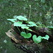 Violet Armstrong Photo 11