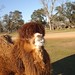 Cindy Newman Photo 16