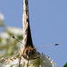 Cynthia Blume Photo 8