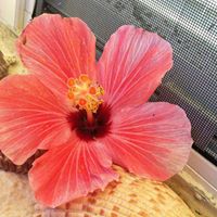 Heather Ernst Photo 8