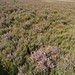 Heather Forrest Photo 22