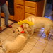 Pamela Flesher Photo 11