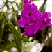 Christy Flowers Photo 32